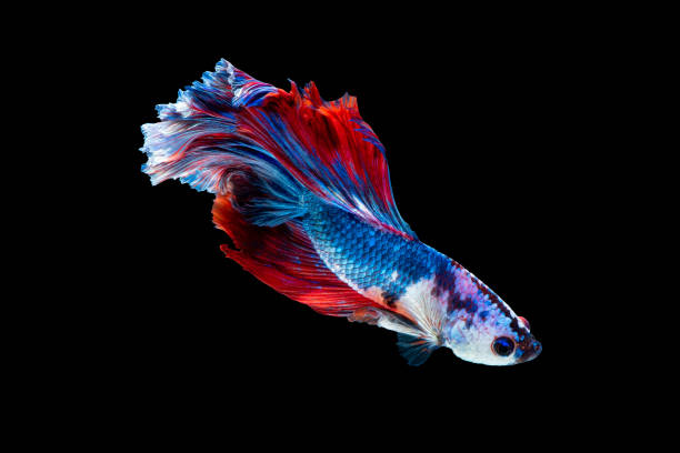 istock Siamese fighting fish isolated on black background 1296348522