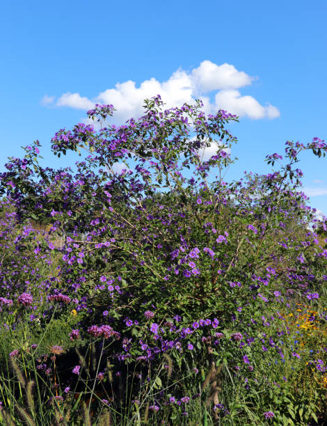 istock Lycianthes rantonnetii - Blue potato bush 1296348901