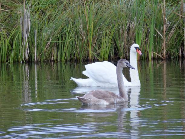 istock Swan mother swims with a young swan 1296352758