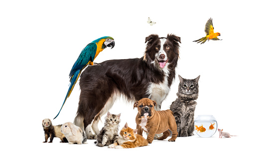 Grupo de mascotas posando alrededor de un collie fronterizo; perro, gato, hurón, conejo, pájaro, pez, roedor photo