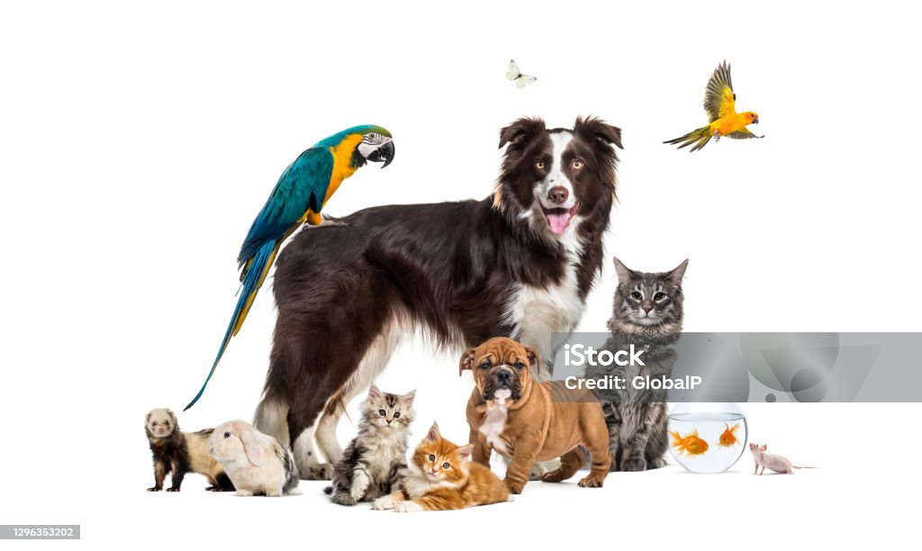 Grupo de mascotas posando alrededor de un collie fronterizo; perro, gato, hurón, conejo, pájaro, pez, roedor - Foto de stock de Mascota libre de derechos