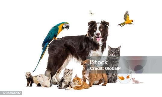 Our Best Animal Stock Photos, Pictures & Royalty-Free Images - iStock |  Cute animals, Dog, Animal icons