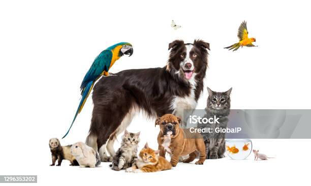Group Of Pets Posing Around A Border Collie Dog Cat Ferret Rabbit Bird Fish Rodent Stock Photo - Download Image Now