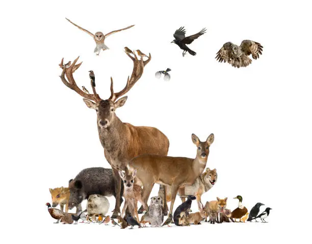 Photo of Large group of various european fauna, red deer, red fox, bird, rodent, wild boar, isolated