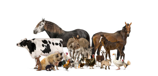 istock Group of many farm animals standing together 1296353835