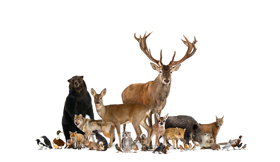 Gran grupo de muchas fauna europea, animales, oso, lince, ciervo rojo, zorro rojo, pájaro, roedor, aislado photo