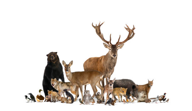 Large group of many european fauna, animals, bear, lynx, red deer, red fox, bird, rodent, isolated Large group of many european fauna, animals, bear, lynx, red deer, red fox, bird, rodent, isolated white crow stock pictures, royalty-free photos & images