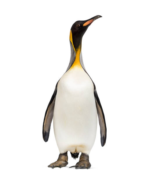 istock King penguin standing in front of a awhite background 1296353859