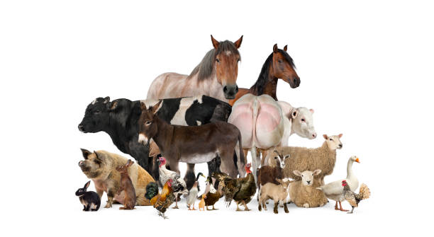 gruppo di molti animali da fattoria in piedi insieme - grande gruppo di animali foto e immagini stock