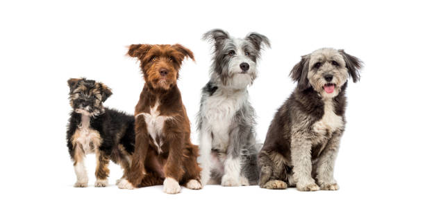 gruppe von crossbreed-hunden sitzen zusammen in einer reihe - group of dogs stock-fotos und bilder