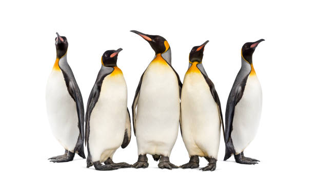 istock Colony of king penguins together, isolated on white 1296354062