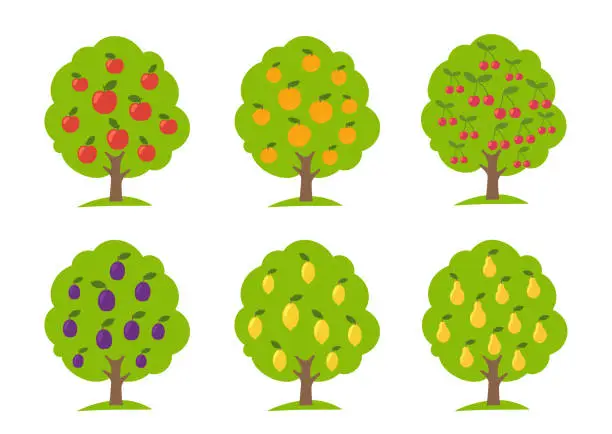Vector illustration of Set of different fruit trees. Lemon and orange apple cherry pear plum. Orchard garden harvest. Vector Illustration.