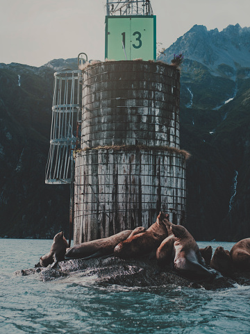 Sea lions in VALDEZ,  Alaska