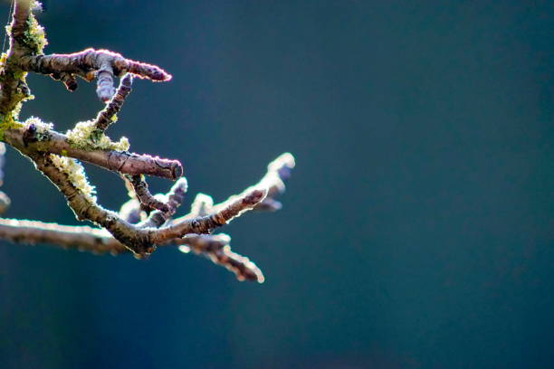 Frozen branches  at the pond after snowfall. Bavaria, Germany.