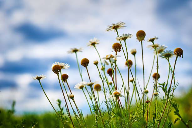 istock Chamomiles flowers closeup. Blossom field in summer day 1296355349