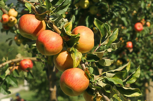 In an orchard of Drôme in France, a close-up on an apple tree branch topped with apples