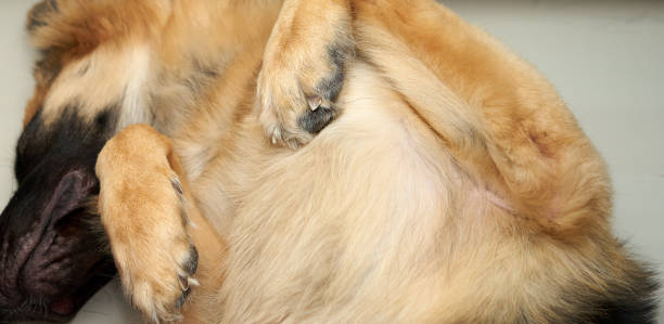 옆으로 누워 있는 개는 행복한 것을 의미합니다. - surender 뉴스 사진 이미지