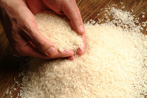Handful of grains, human hands holding a rice harvest.