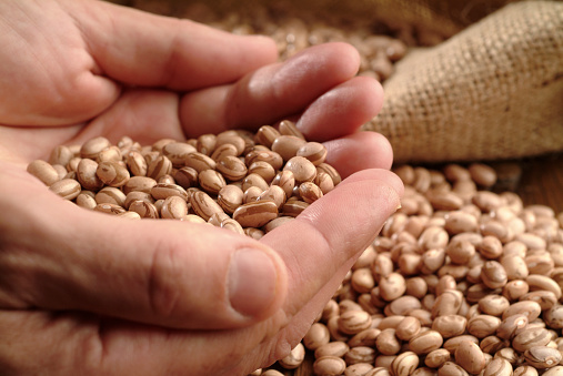 Handful of grains, human hands holding a brown bean harvest.