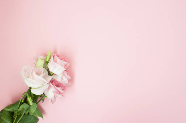 istock Flowers composition. Pink rose flowers on pastel pink background. Flat lay, top view, copy space 1296356620