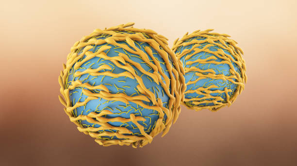 istock Lymphocyte, 3D illustration. Closeup view of T-cell or B-cell 1296356763