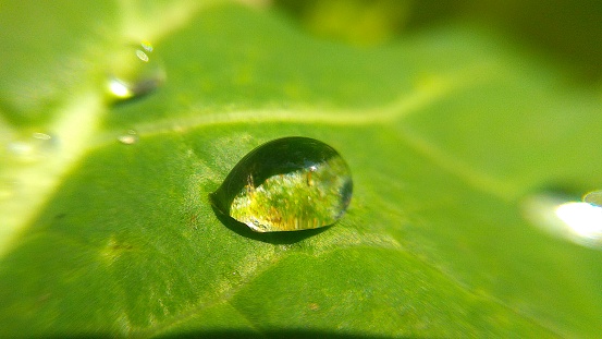 Gota d agua en uma planta