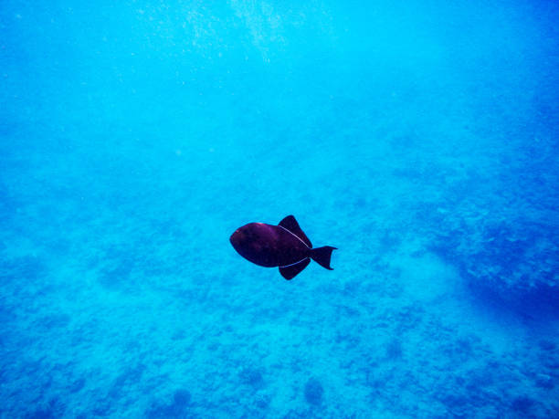 istock Tropical fish in the Caribbean Sea 1296357050