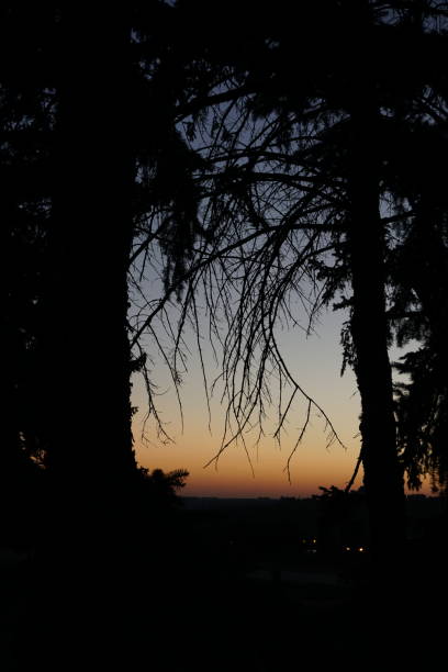 istock city sunset trees branch silhouettes 1296358264