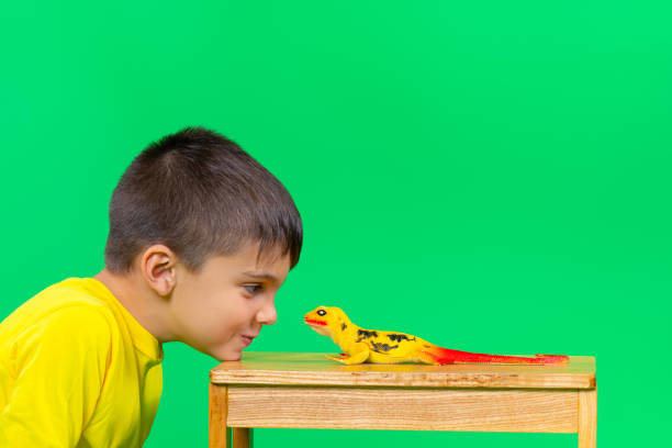 a mischievous preschool boy rested his beard on a stool and looked into the eyes of a lizard. green background with empty space. - iguana reptile smiling human face imagens e fotografias de stock