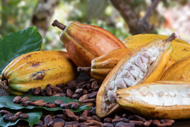 Cut cocoa fruits and raw cocoa beans with defocused cocoa plantation in the background. Cut cocoa fruits and raw cocoa beans with defocused cocoa plantation in the background cacao fruit stock pictures, royalty-free photos & images