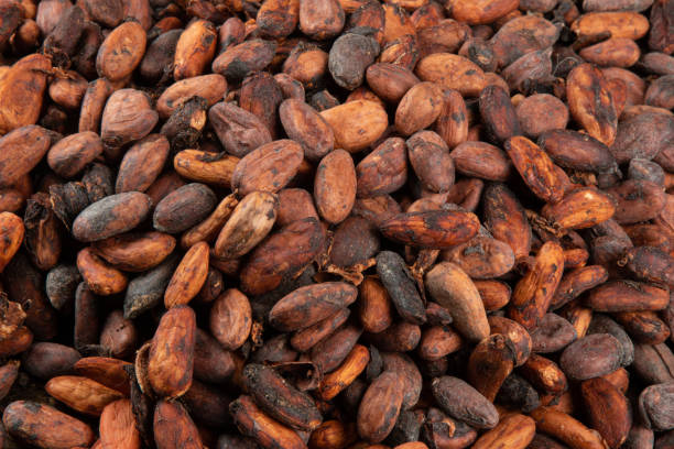 istock Texture of aromatic raw cocoa beans stacked top view. 1296361779
