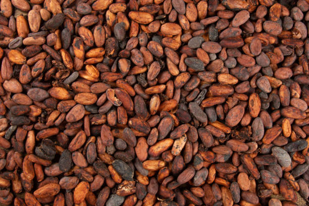 istock Texture of aromatic raw cocoa beans stacked top view. 1296361805