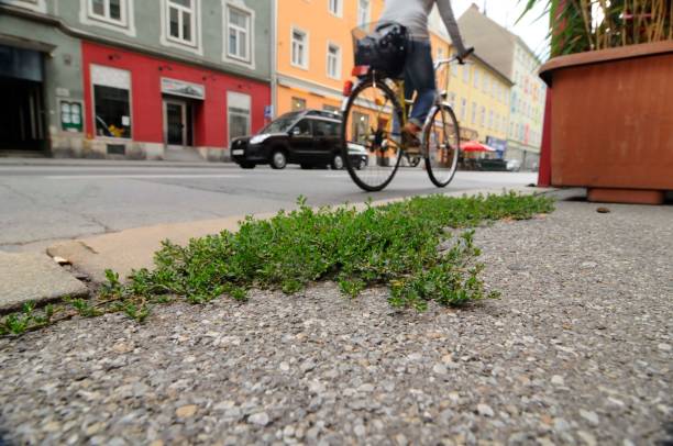 plant growth as a sign of vitality, life and energy