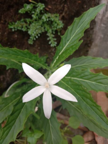 istock Beautiful white wild flowers in the yard 1296363250