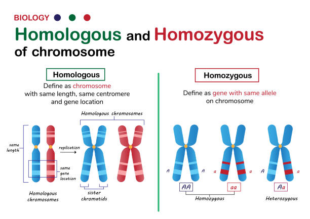 biologiediagramm zeigt verschiedene homologe und homozygote chromosom in einem lebenden organismus - chromatid stock-grafiken, -clipart, -cartoons und -symbole