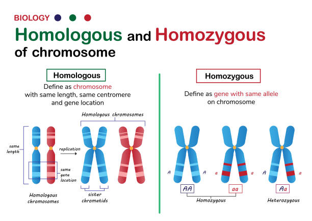 illustrations, cliparts, dessins animés et icônes de diagramme de biologie présent différent du chromosome homologue et homozygote dans un organisme vivant - chromosome