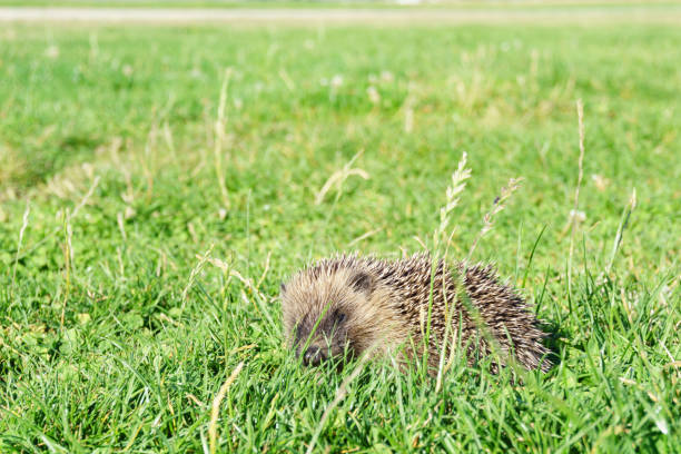 Spiny hedgehog in green grass Spiny hedgehog in green grass in daytime omarama stock pictures, royalty-free photos & images