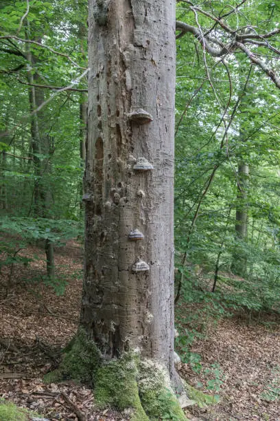 trunk of a dead beech tree with mushrooms
