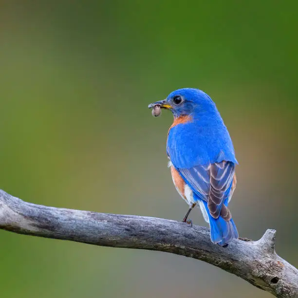 Eastern bluebird