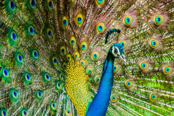 istock Various dance poses of an Indian Male Peacock 1296365870