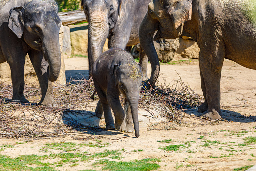A herd of elephants in the zoo feeds on branches. The baby elephant is trying to escape from them.