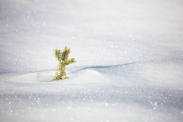 Very young fir tree that emerges from a transformed snow.\nI really appreciate the clean side of the image
