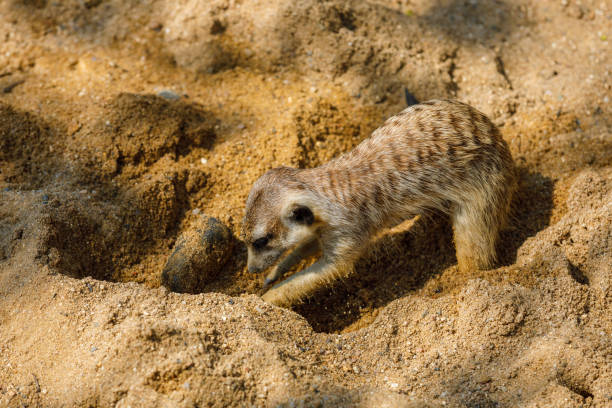 Meerkat Burrow Stock Photos, Pictures & Royalty-Free Images - iStock