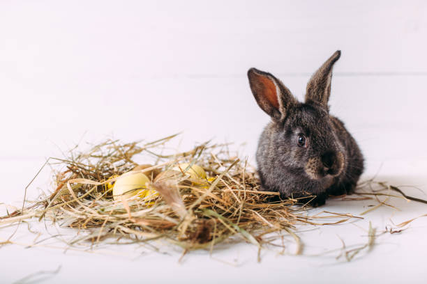 Easter bunny with easter eggs and a nest of hay. Little gray rabbit. Positive spring easter composition.
