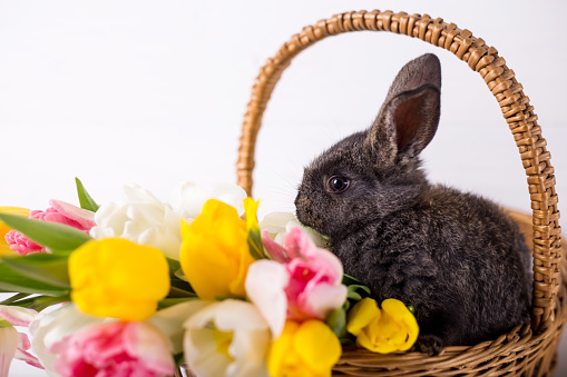 Cute gray bunny sitting in a basket with colorful tulips flowers on white background.