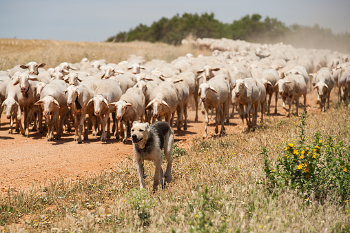 Shepherd and flock of sheep during their outing to graze through the village meadow, with the shepherd dog leading them