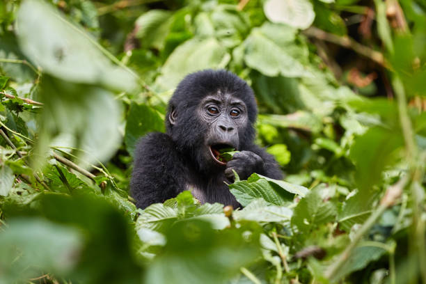 Young gorilla in Bwindi Impenetrable Forest stock photo