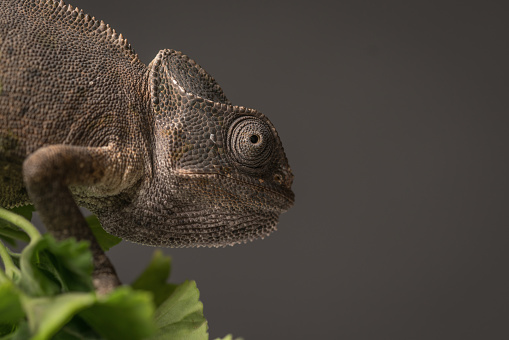 A chameleon on a leaf over black background.