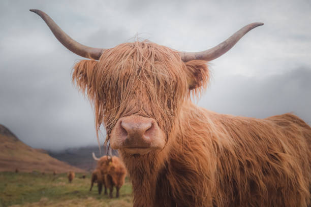 istock Hairy Coo, Loch Awe 1296369194