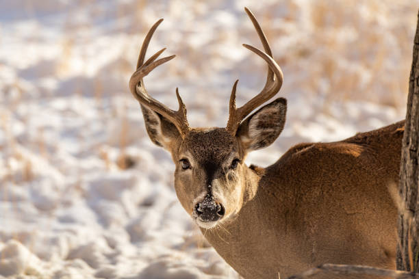 istock A White-tailed Deer Buck in a Snowy Field 1296370466